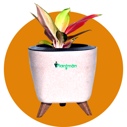 CORPORATE/BULK GIFTING